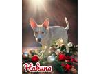 Adopt Hakuna a Husky, Siberian Husky