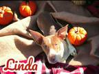 Adopt Linda a Pit Bull Terrier, Collie