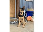 Adopt Zoe a German Shepherd Dog