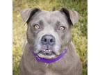 Adopt Betsy a Pit Bull Terrier