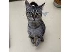 Adopt Lemon Grass a Tabby, Domestic Short Hair