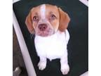 Adopt Ocean a Beagle