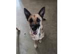 Adopt Izzy III a German Shepherd Dog