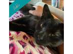 Adopt Sable a Domestic Short Hair