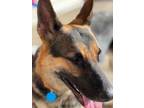 Adopt Roko a German Shepherd Dog