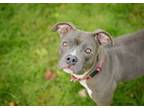 Adopt Violet a American Staffordshire Terrier