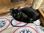 Adopt Satin a Domestic Short Hair