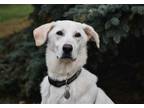 Adopt Fiona a Yellow Labrador Retriever, Great Pyrenees