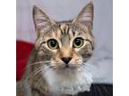 Adopt Kashmere a Calico, Tabby