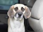 Adopt Noelle (Momma) a Hound, Beagle