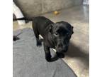 Adopt Harmony a Black Labrador Retriever, Dachshund