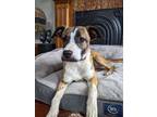 Adopt Charlotte a Whippet, Boxer