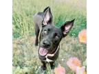 Adopt Gracie Lynn a Labrador Retriever, Australian Cattle Dog / Blue Heeler