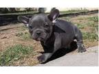AQII3 Akc french bulldog puppies available