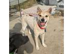 Adopt Penny a Australian Cattle Dog / Blue Heeler, Cattle Dog