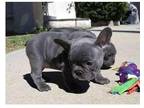 UMR2 Akc french bulldog puppies available