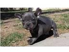 KR5 Akc french bulldog puppies available