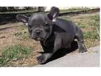 HIL4 Akc french bulldog puppies available