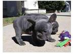 XIO2 Akc french bulldog puppies available