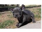 JIJL3 Akc french bulldog puppies available