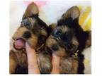 QO1 Yorkshire terrier Puppies