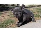 LOQ1 Akc french bulldog puppies available