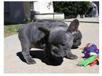 JNIN2 Akc french bulldog puppies available