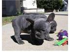 LC3R Akc french bulldog puppies available