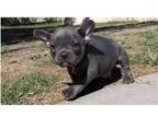 XTT Akc french bulldog puppies available