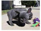 ESSS3 Akc french bulldog puppies available