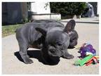 AX2 Akc french bulldog puppies available