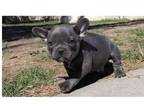AAA4 Akc french bulldog puppies available