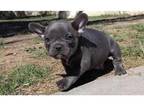 UCF3 Akc french bulldog puppies available