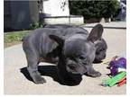 SIY5 Akc french bulldog puppies available