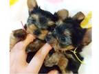 LSSR2 Yorkshire terrier Puppies