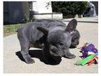 YY3 Akc french bulldog puppies available