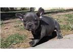 TT4 Akc french bulldog puppies available