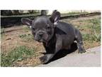 QZ2 Akc french bulldog puppies available