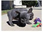 QI9 Akc french bulldog puppies available