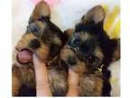 CPQQ Yorkshire terrier Puppies