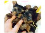 OQ5 Yorkshire terrier Puppies