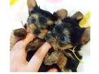 WTC8 Yorkshire terrier Puppies