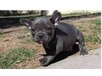 ROB2 Akc french bulldog puppies available