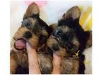 ZPY2 Yorkshire terrier Puppies