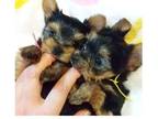 ICL2 Yorkshire terrier Puppies