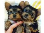 SVC6 Yorkshire terrier Puppies