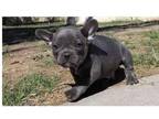 III3 Akc french bulldog puppies available