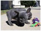 QR4 Akc french bulldog puppies available