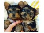 OY6 Yorkshire terrier Puppies