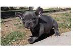SL2 Akc french bulldog puppies available